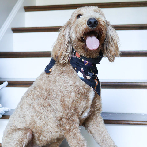 Nativity Scene Pet Bandana